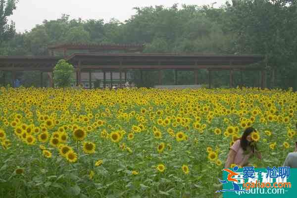 奧林匹克森林公園需要預約嗎?(預約操作流程)？