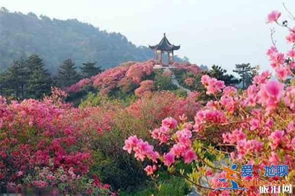 大圍山杜鵑花開了嗎 附觀賞攻略? 大圍山杜鵑花開了嗎 附觀賞攻略?