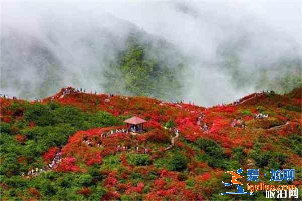 大圍山杜鵑花開了嗎 附觀賞攻略? 大圍山杜鵑花開了嗎 附觀賞攻略?