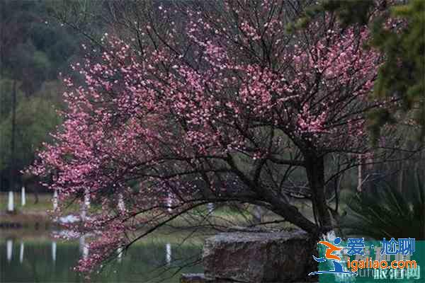 宣城賞花地推薦 附賞花地圖? 宣城賞花地推薦 附賞花地圖?