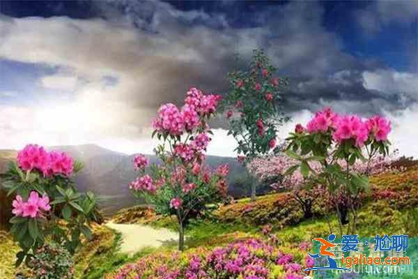 宣城賞花地推薦 附賞花地圖? 宣城賞花地推薦 附賞花地圖?