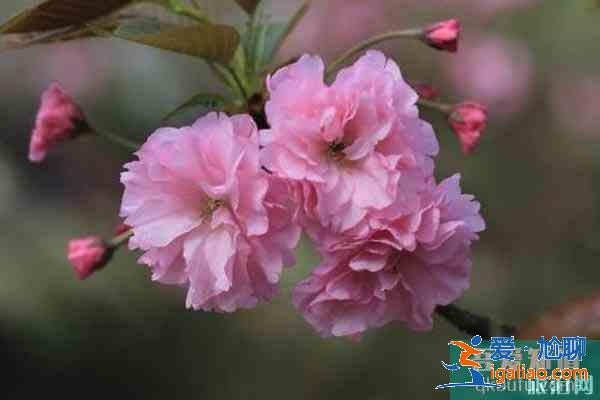 湖北襄陽賞花地推薦 襄陽賞花地圖？