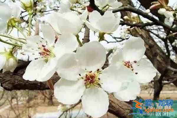 湖北襄陽賞花地推薦 襄陽賞花地圖？