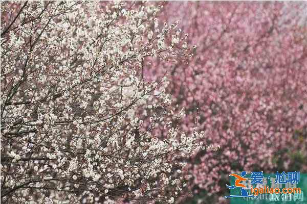湖北襄陽賞花地推薦 襄陽賞花地圖？