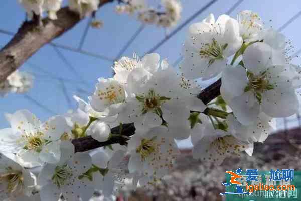 四川金堂賞花哪個地方好？