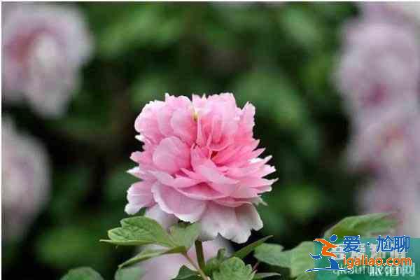 湖北襄陽賞花地推薦 襄陽賞花地圖？