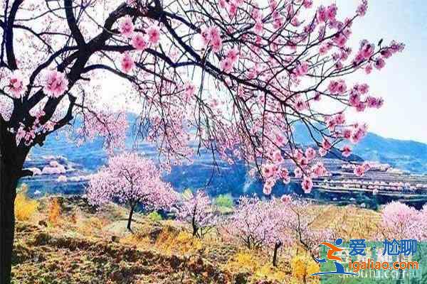 湖北襄陽賞花地推薦 襄陽賞花地圖？