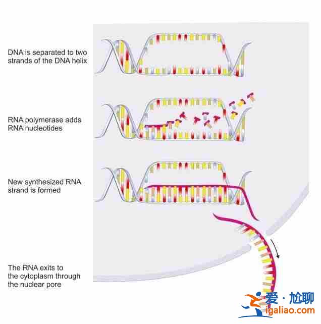 說一說貴陽助孕生兒子【幫您圓夢】？