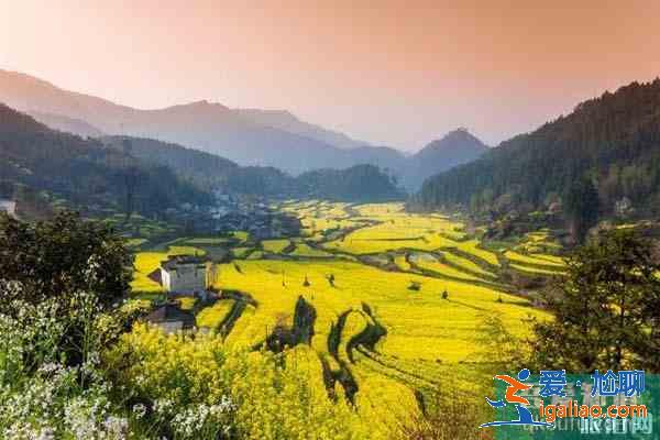 山東油菜花旅游地在哪 什么時候開？