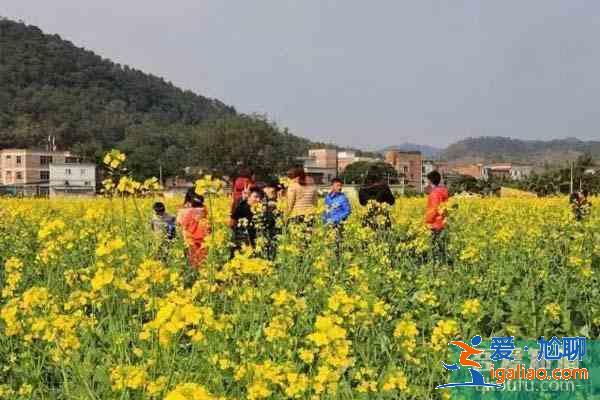 肇慶周邊觀賞油菜花地方推薦? 肇慶周邊觀賞油菜花地方推薦?
