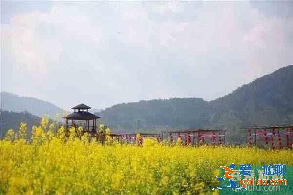 肇慶周邊觀賞油菜花地方推薦? 肇慶周邊觀賞油菜花地方推薦?