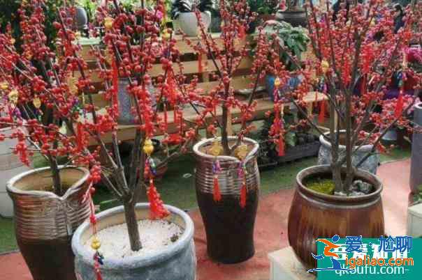 2022福州國藝花鳥市場春節花市營業時間 年宵花種類有哪些？