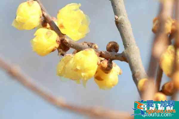 臘梅花幾月份開花？