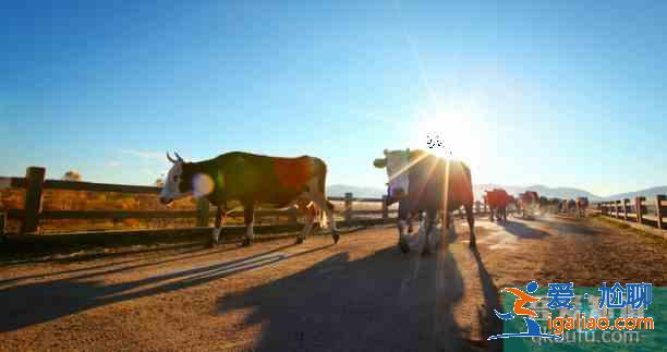 十大呼倫貝爾旅游必游景點? 十大呼倫貝爾旅游必游景點?