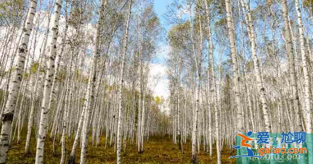 十大呼倫貝爾旅游必游景點? 十大呼倫貝爾旅游必游景點?