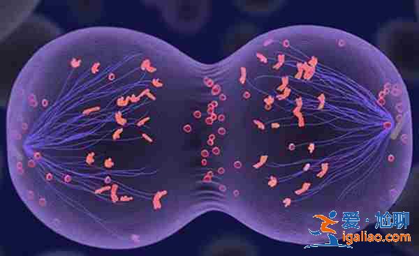 試管嬰兒的性別可以自己選嗎_一對一服務? 試管嬰兒的性別可以自己選嗎_一對一服務?