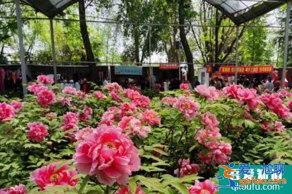 受疫情影響洛陽中國國花園暫時閉園？