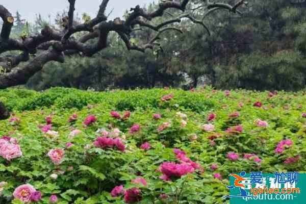 受疫情影響洛陽中國國花園暫時閉園？