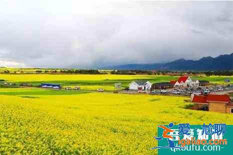 青海油菜花花期是什么時候 青海油菜花在哪里看(附攻略)？