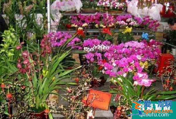 2022廣州花市什么時候開始 有哪幾個地方舉辦？