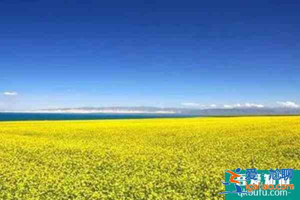青海油菜花哪里最美2022 青海油菜花幾月份去最好？