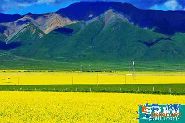 青海油菜花哪里最美2022 青海油菜花幾月份去最好？