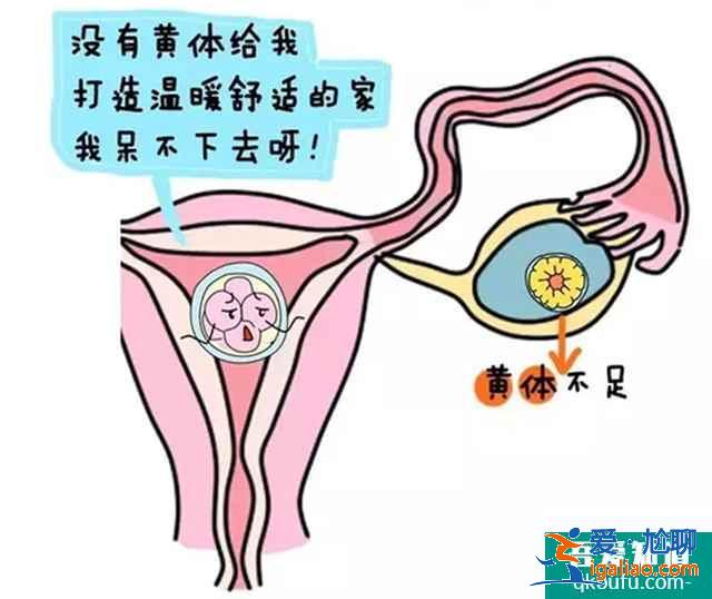 做試管嬰兒前女性多吃哪些日常食物？？