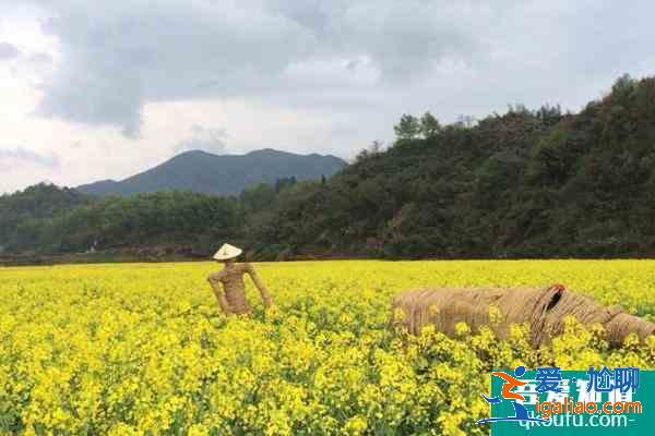 2021杭州油菜花什么時候開花？