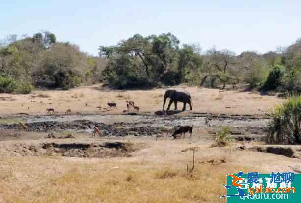 大熊貓直播在哪里看 全球動物園直播入口？
