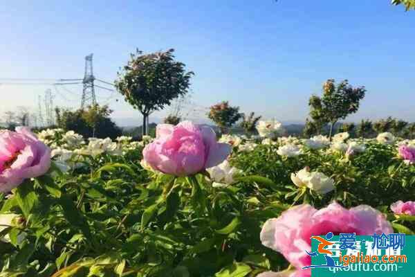 2021鄂州梁子湖牡丹花海旅游文化節(jié)旅游攻略指南？