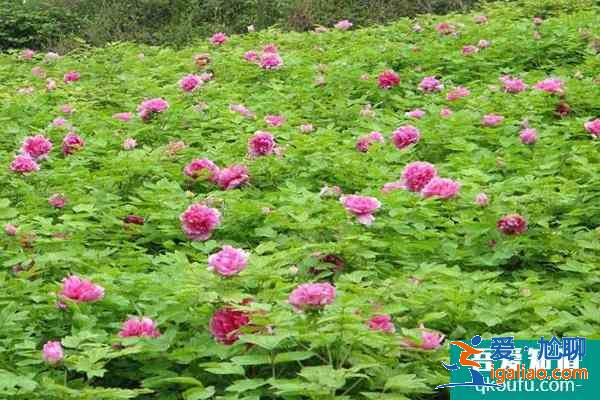2021鄂州梁子湖牡丹花海旅游文化節(jié)旅游攻略指南？