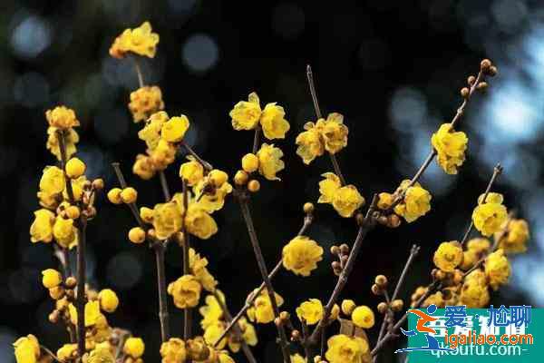 無錫臘梅花最好看地方 無錫哪里有臘梅? 無錫臘梅花最好看地方 無錫哪里有臘梅?