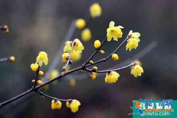 無錫臘梅花最好看地方 無錫哪里有臘梅? 無錫臘梅花最好看地方 無錫哪里有臘梅?