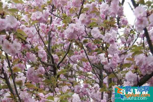 2021成都青白江鳳凰湖公園櫻花景區(qū)門票預(yù)約方式？