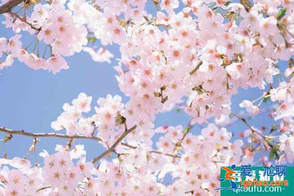 眉山春季賞花好去處 眉山春季賞花地點推薦2021? 眉山春季賞花好去處 眉山春季賞花地點推薦2021?