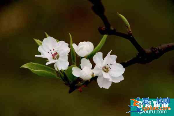 眉山春季賞花好去處 眉山春季賞花地點推薦2021? 眉山春季賞花好去處 眉山春季賞花地點推薦2021?