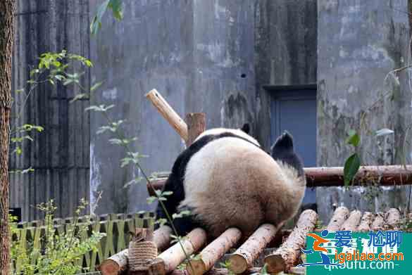 2021成都大熊貓博物館要不要門(mén)票？