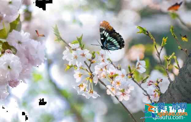 2021青龍寺櫻花開了沒 西安櫻花觀賞地推薦？