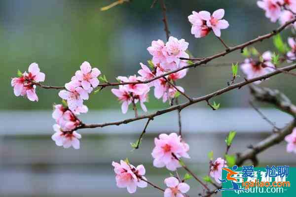 2021南充春季賞花攻略 南充春季賞花地點推薦? 2021南充春季賞花攻略 南充春季賞花地點推薦?