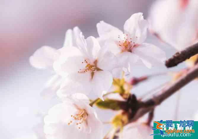 2021青龍寺櫻花開了沒 西安櫻花觀賞地推薦？