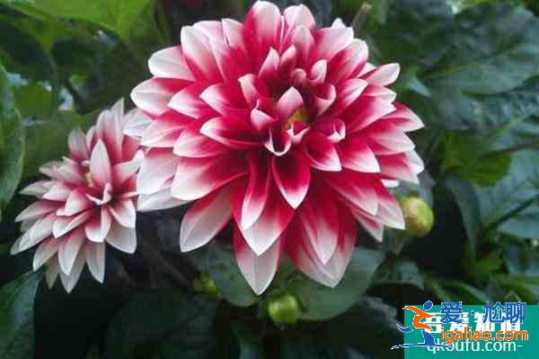 2021南充春季賞花攻略 南充春季賞花地點推薦? 2021南充春季賞花攻略 南充春季賞花地點推薦?