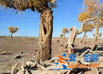 額濟納旗有什么好玩的地方，額濟納旗必去景點？