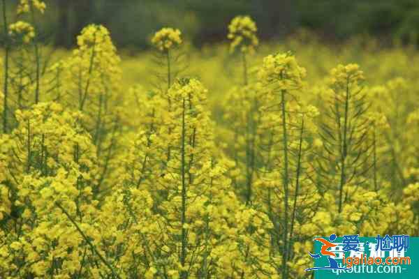 2021成都金堂油菜花節時間？