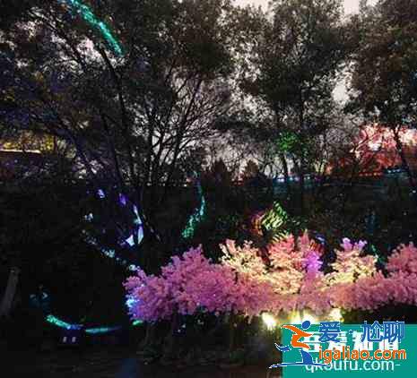 黃鶴樓夜游櫻花版對全國醫護人員免費？