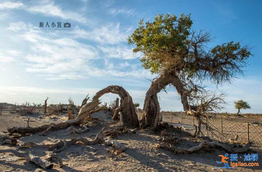 額濟納旗有什么好玩的地方，額濟納旗必去景點？