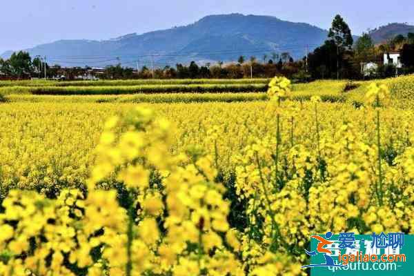 2021成都金堂油菜花節時間？