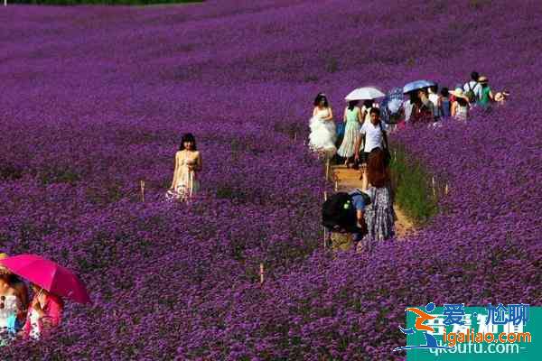 2021成都香薰山谷三八女神節(jié)免票時(shí)間 成都香薰山谷三八女神節(jié)優(yōu)惠活動(dòng)？