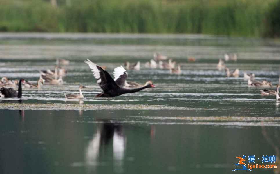中國觀鳥去哪里？盤點國內觀鳥好去處？