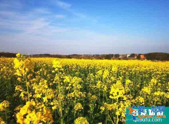 2021武漢江夏五里界油菜花開放？