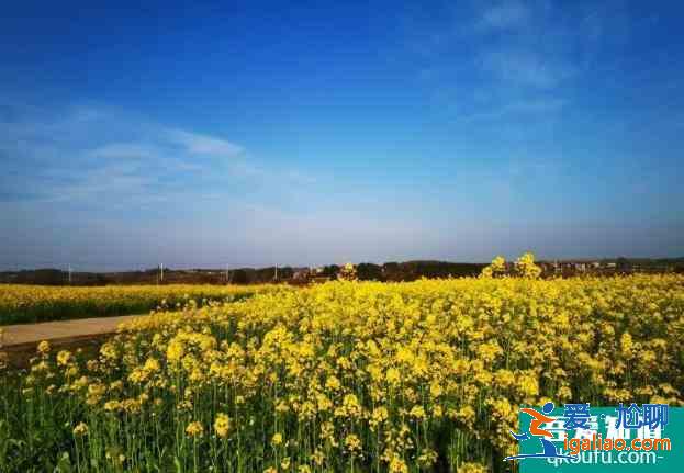 2021武漢江夏五里界油菜花開放？